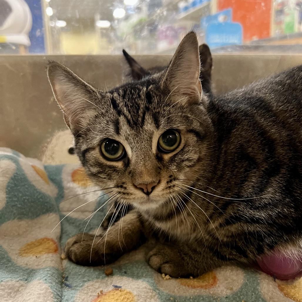 Enlarge Thor, a Adoptable Domestic Short Hair in Mount Laurel, NJ image 4/4