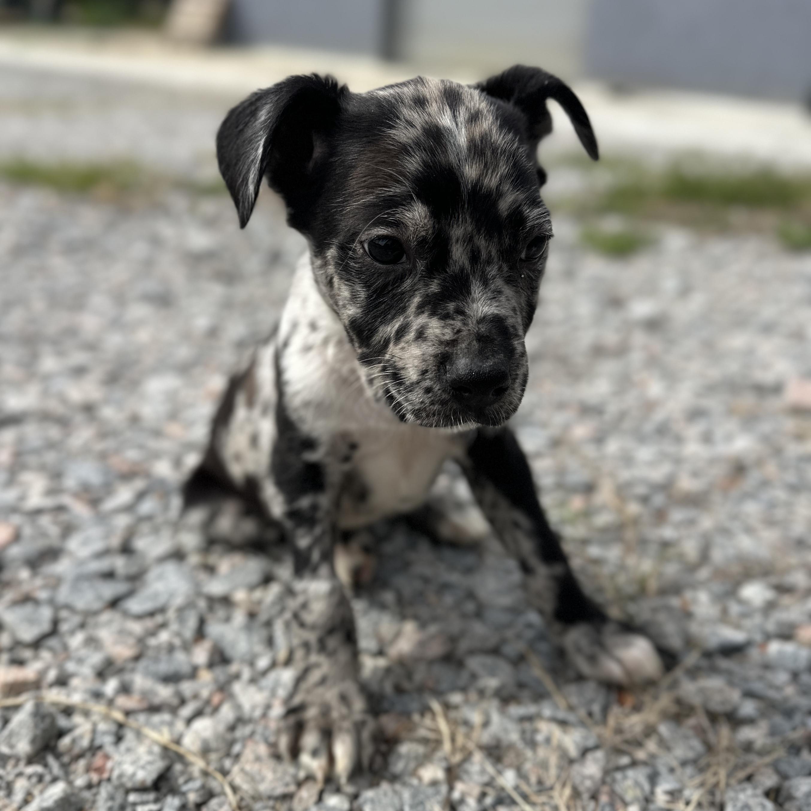 Enlarge Plumber, an adopted mixed breed in White Stone, VA image 3/5