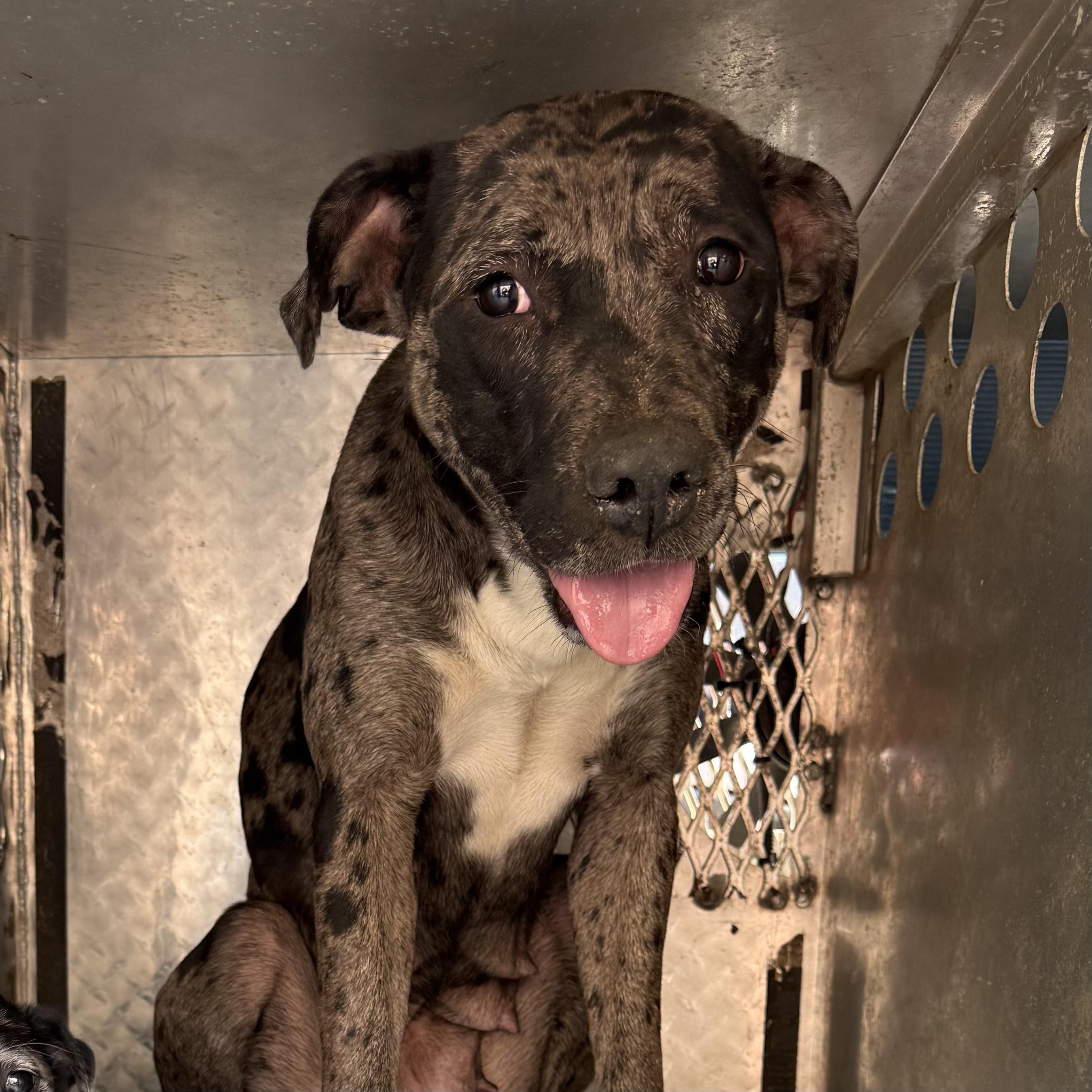 Enlarge Plumber, an adopted mixed breed in White Stone, VA image 5/5