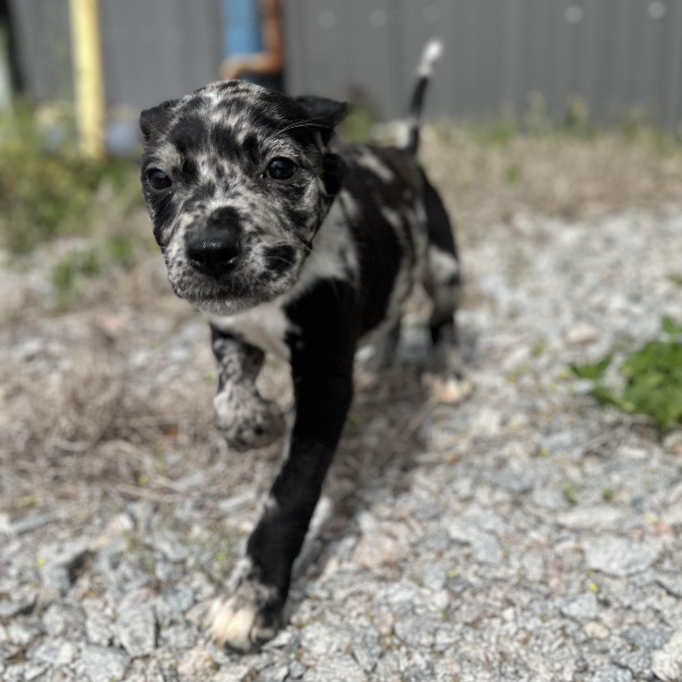 Enlarge Plumber, an adopted mixed breed in White Stone, VA image 4/5