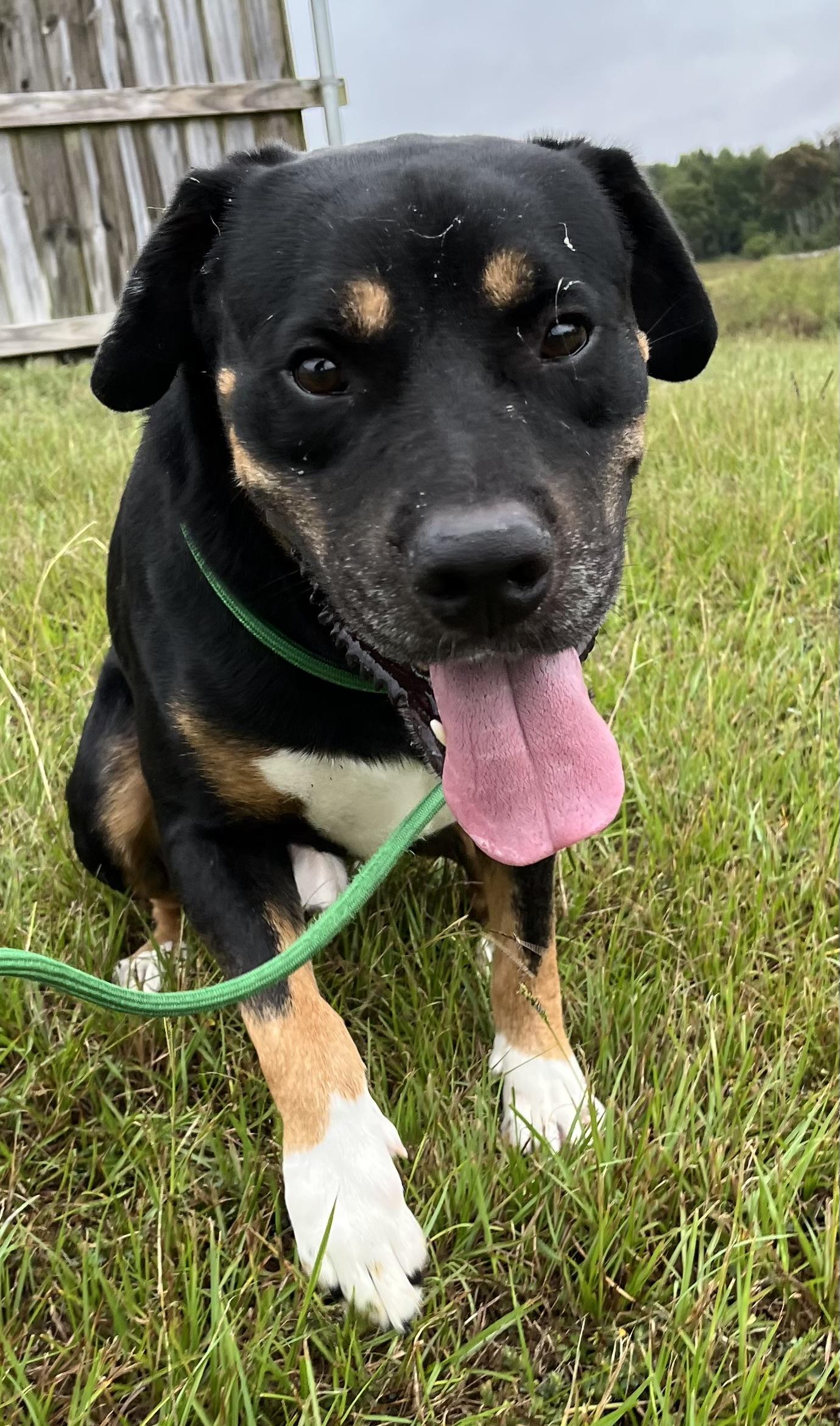 Murphy, Adoptable, Adult Male Rottweiler.
