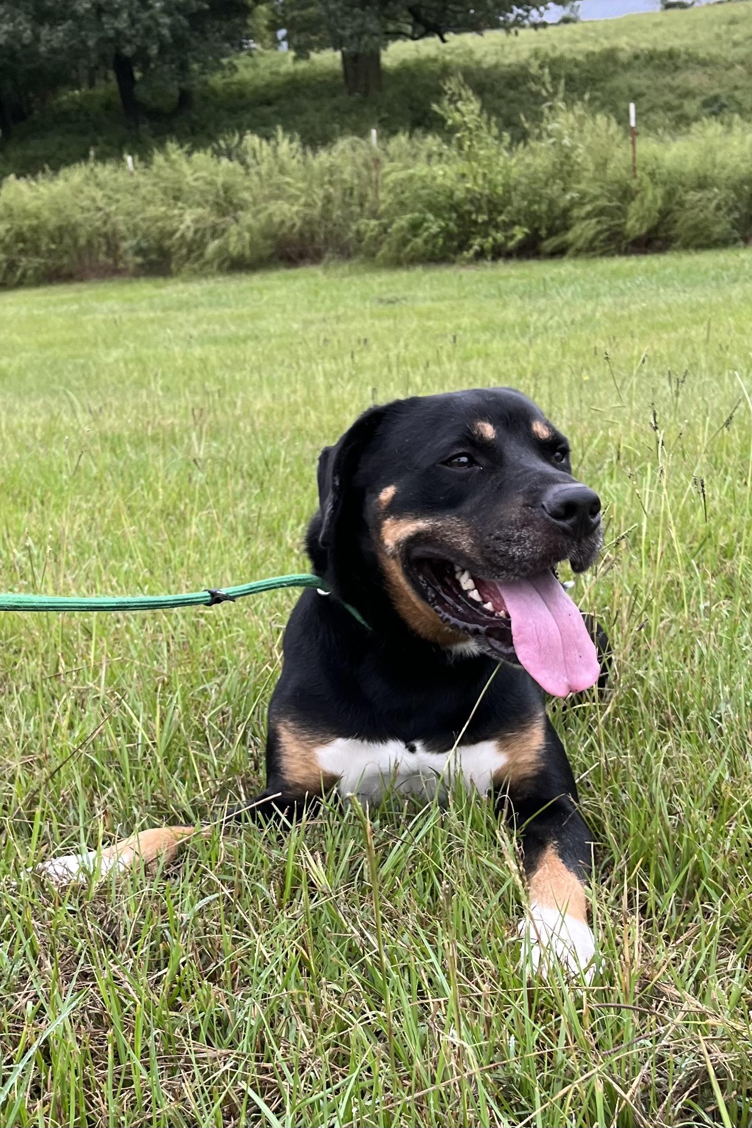 Murphy, a Adoptable Rottweiler in Centerton, AR image 2/3