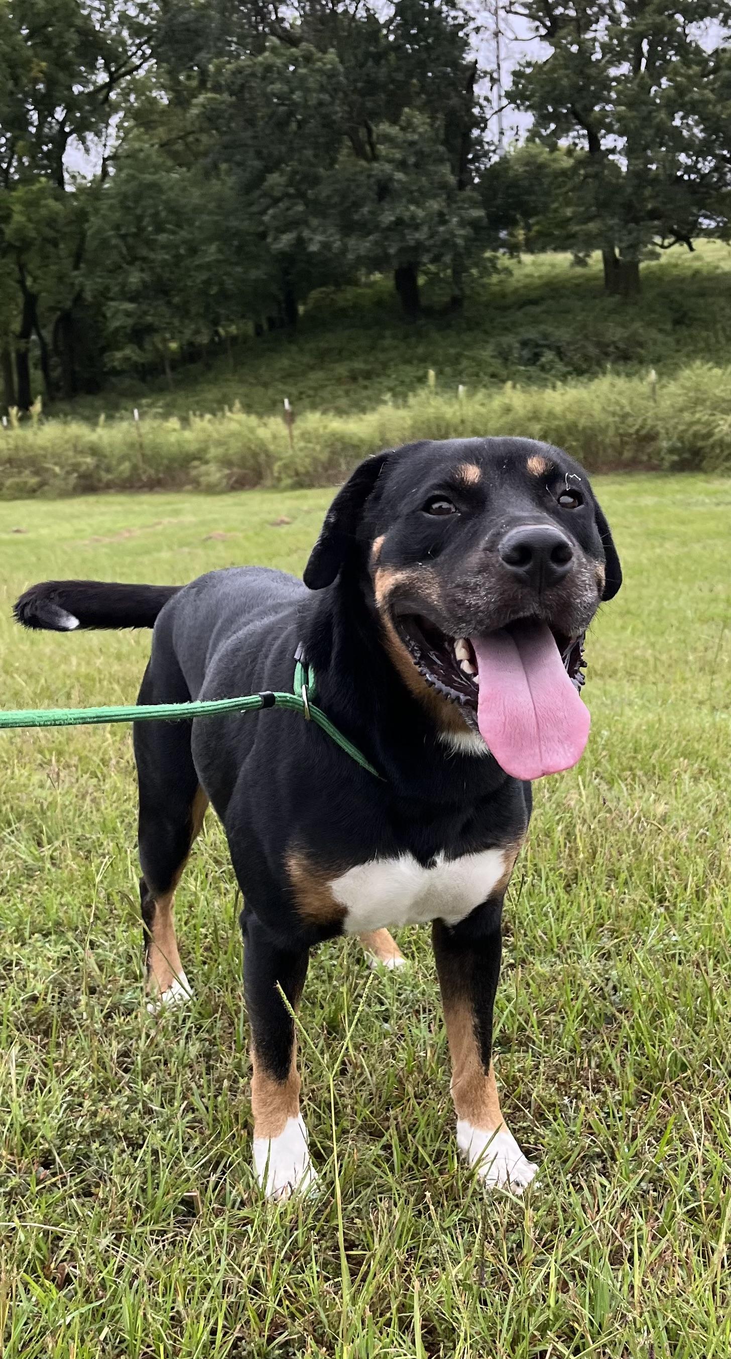 Murphy, a Adoptable Rottweiler in Centerton, AR image 3/3