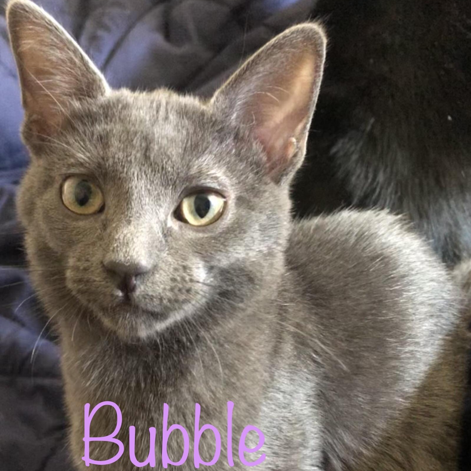 Bubble, an adoptable Russian Blue in Anna, TX, 75409 | Photo Image 2