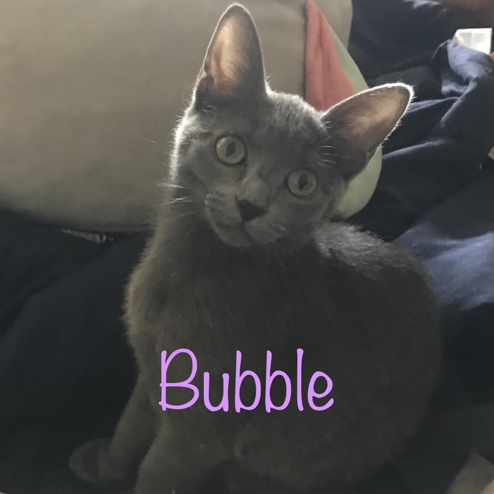 Bubble, a Adoptable mixed breed in Anna, TX image 3/5
