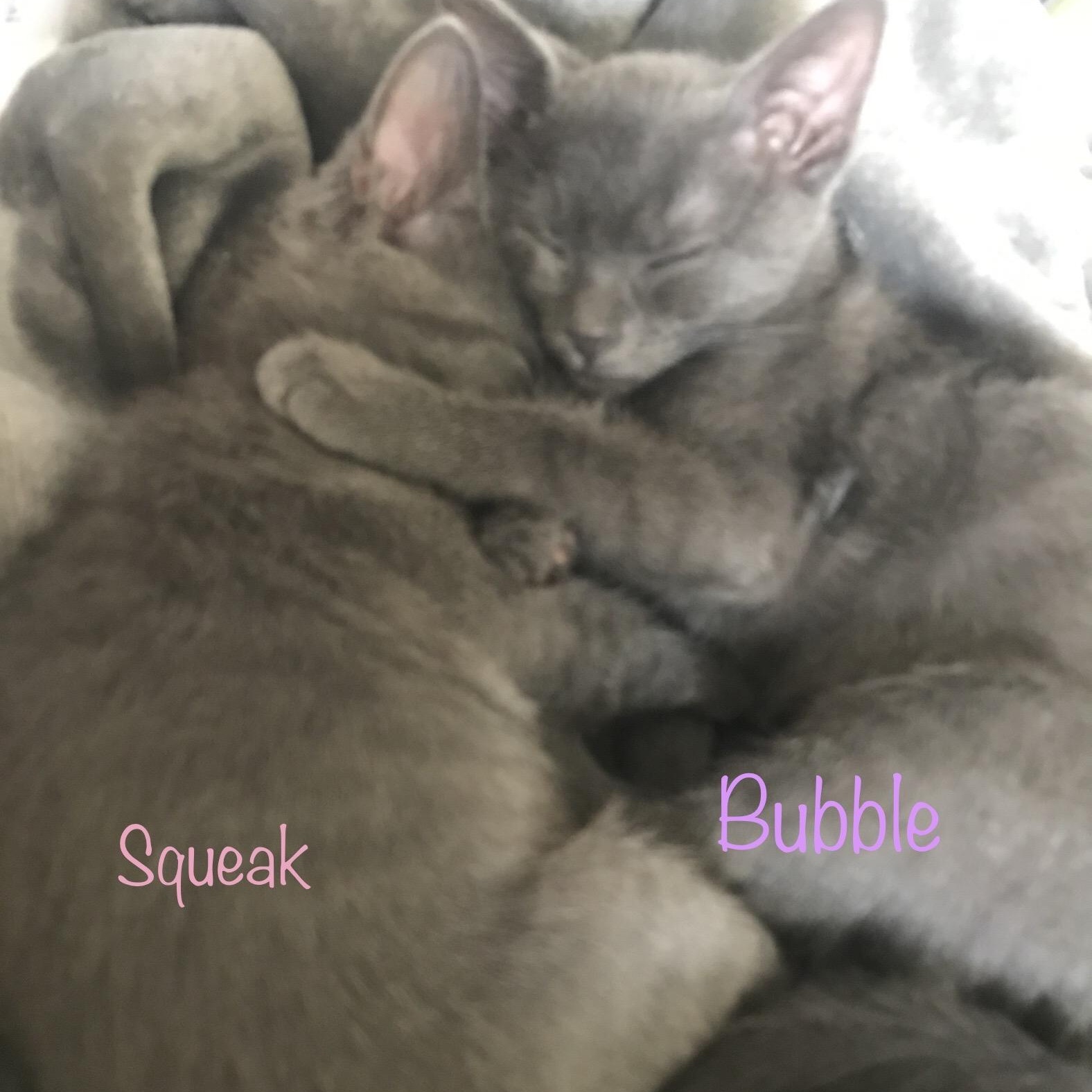 Bubble, a Adoptable mixed breed in Anna, TX image 5/5