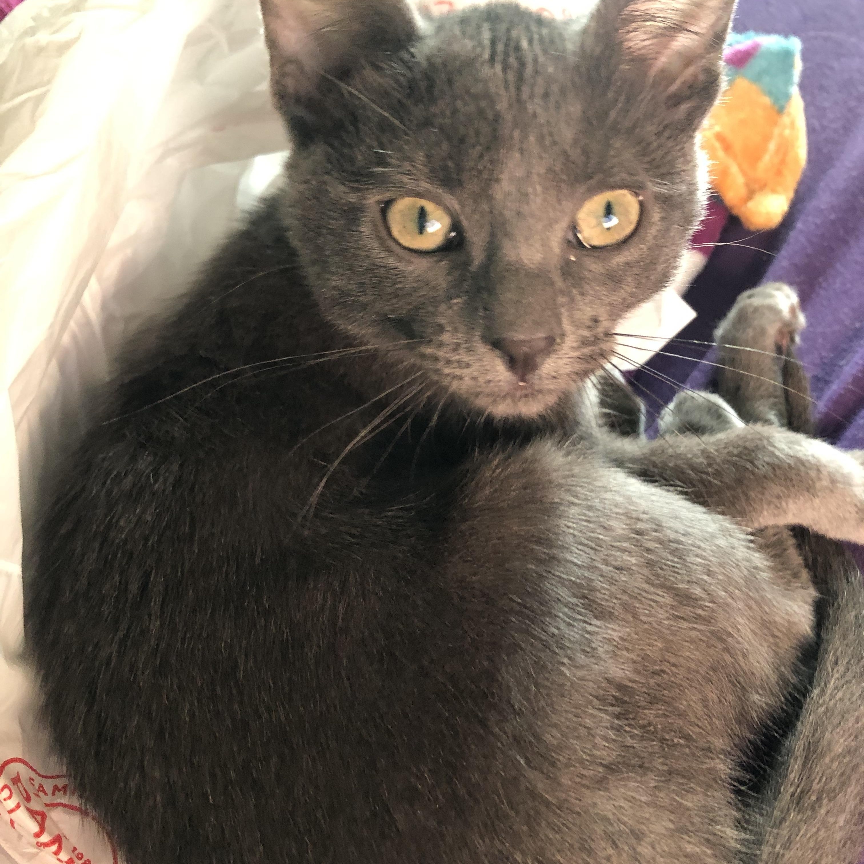 Bubble, a Adoptable mixed breed in Anna, TX image 1/5