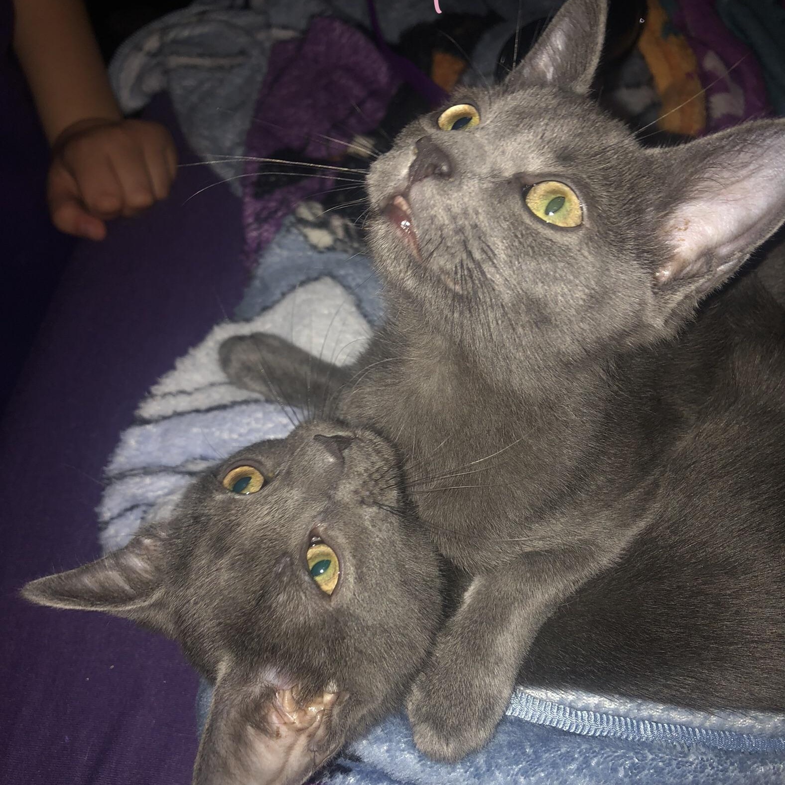 Bubble, an adoptable Russian Blue in Anna, TX, 75409 | Photo Image 4