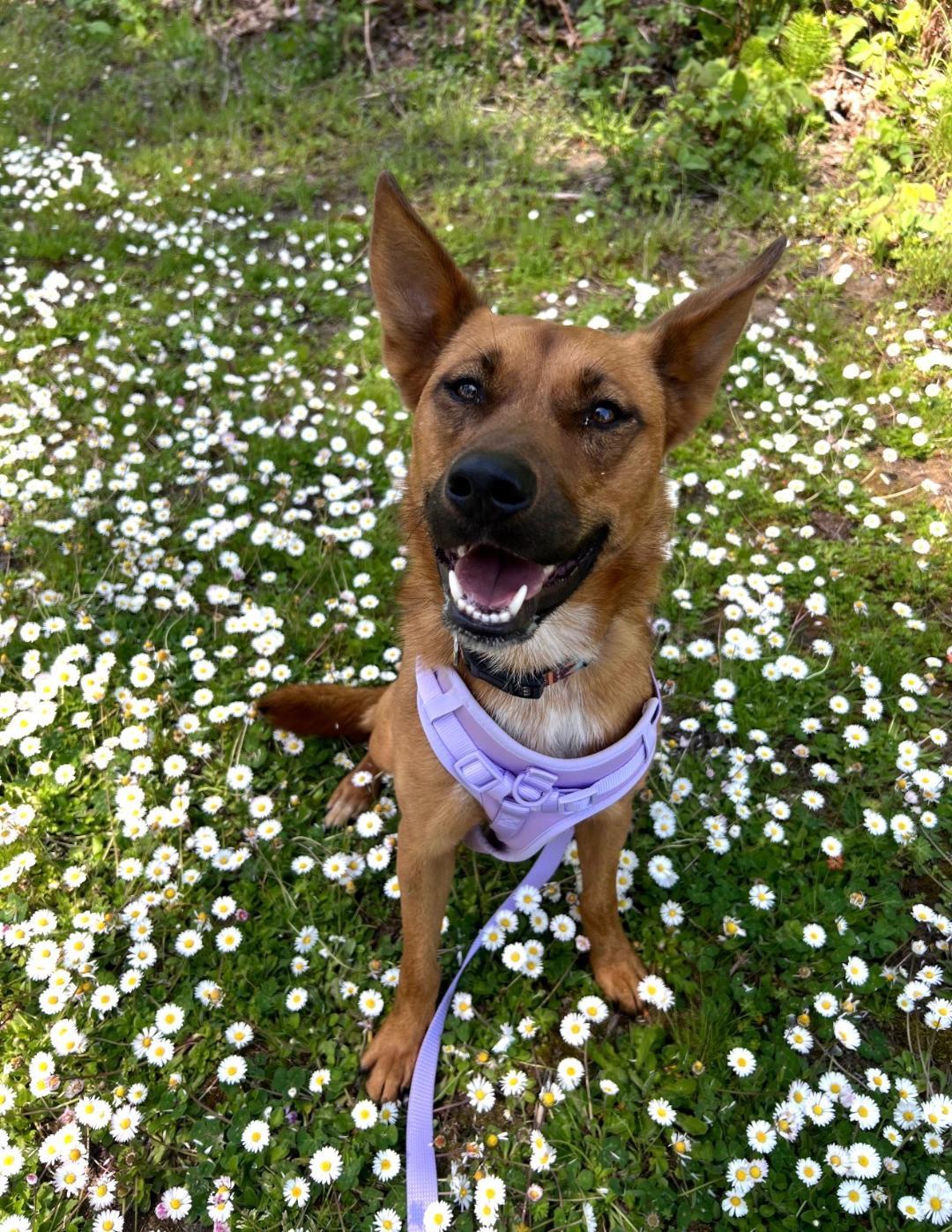 Enlarge Nala, a Adoptable mixed breed in Rochester, WA image 2/4