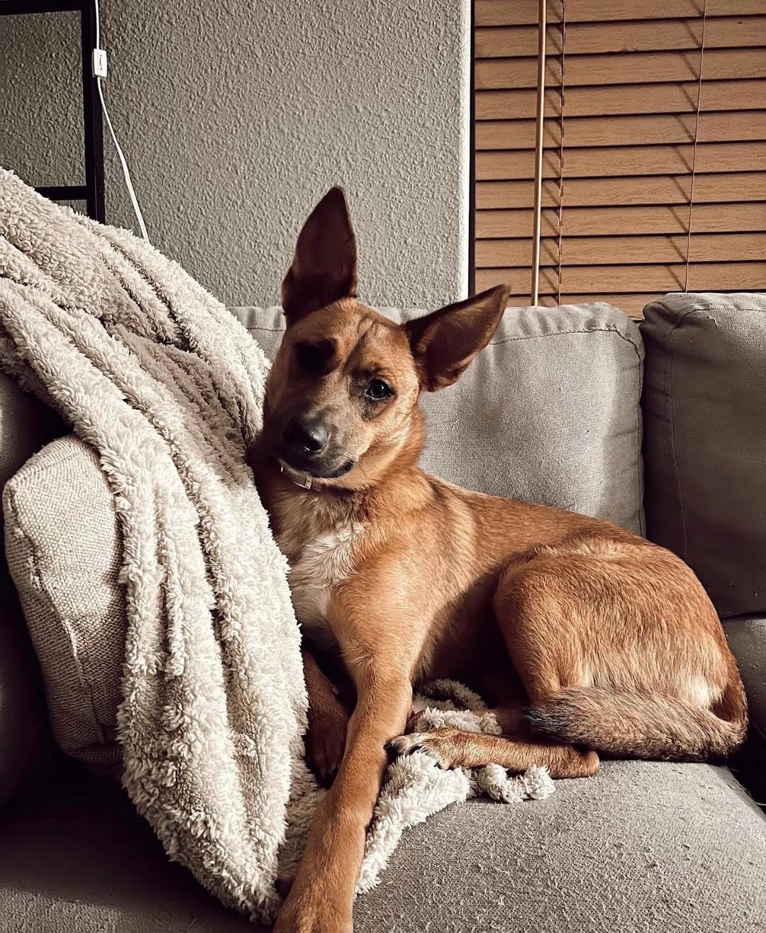 Enlarge Nala, a Adoptable mixed breed in Rochester, WA image 4/4