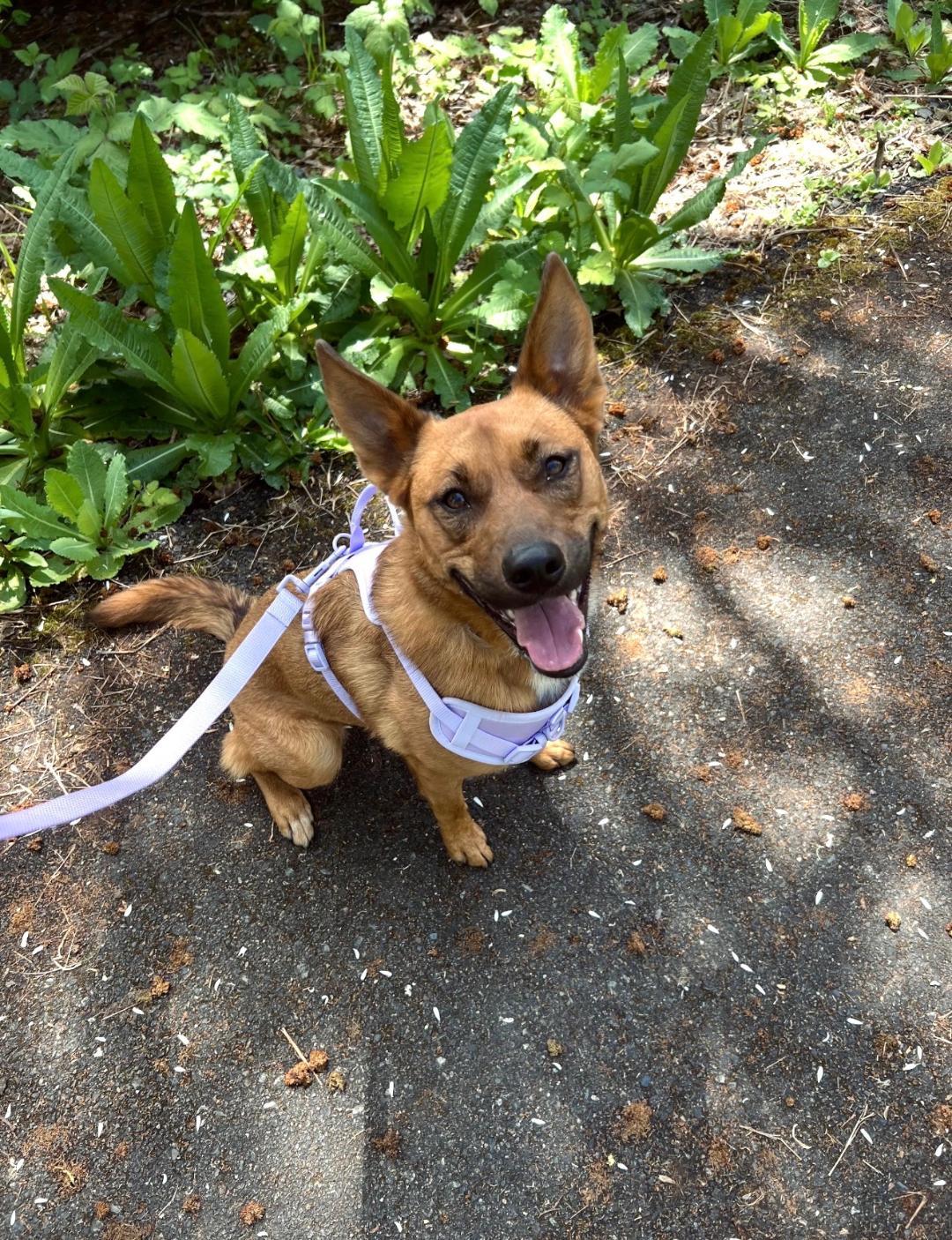 Enlarge Nala, a Adoptable mixed breed in Rochester, WA image 3/4