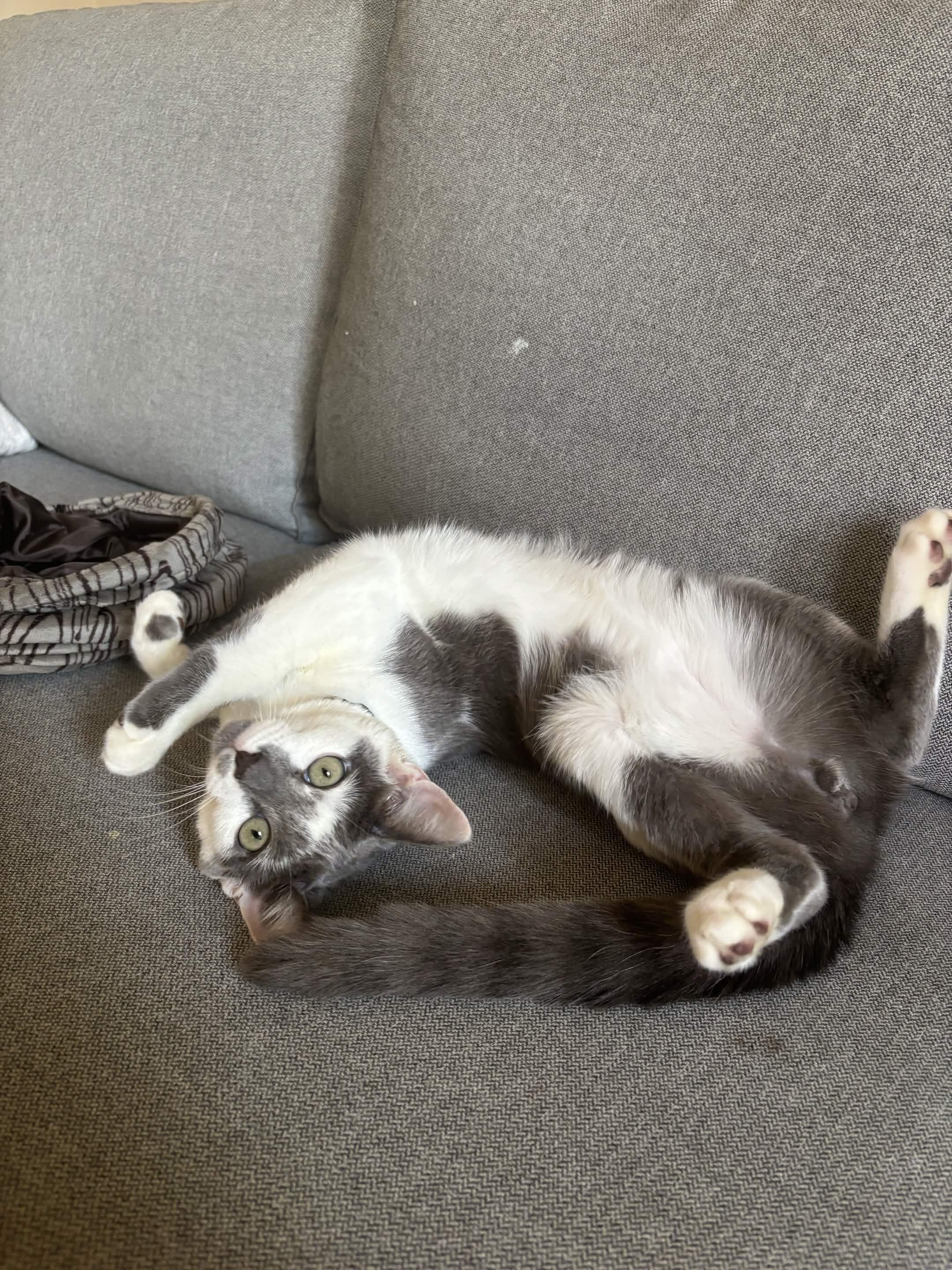 Enlarge Francisco Goya, an adopted Domestic Short Hair in Weehawken, NJ image 6/6