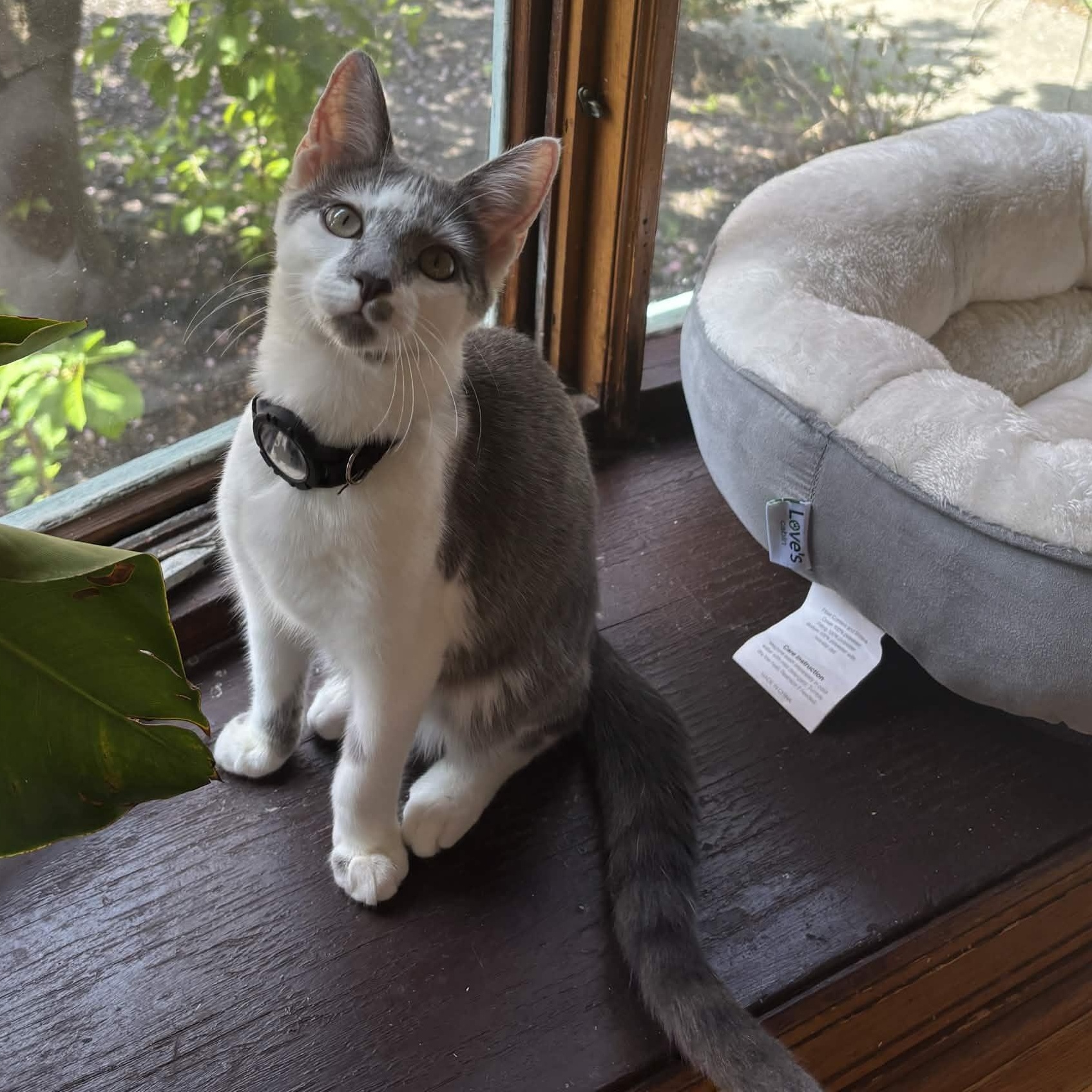 Enlarge Francisco Goya, an adopted Domestic Short Hair in Weehawken, NJ image 1/6