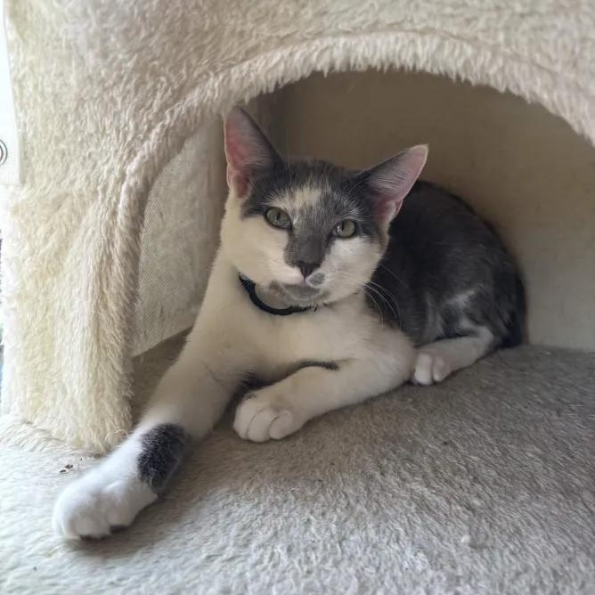 Enlarge Francisco Goya, an adopted Domestic Short Hair in Weehawken, NJ image 2/6