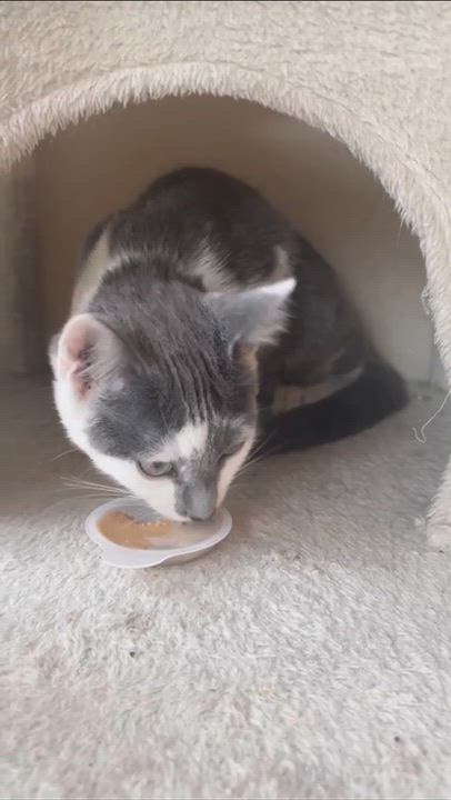Enlarge Francisco Goya, an adopted Domestic Short Hair in Weehawken, NJ video 4/6
