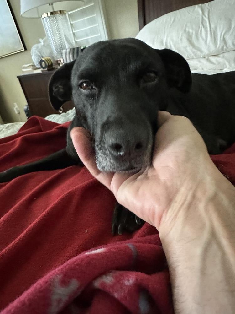 Millie, a Adoptable mixed breed in Orlando, FL image 1/5