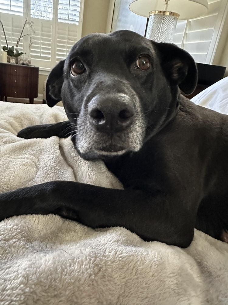 Millie, a Adoptable mixed breed in Orlando, FL image 2/5