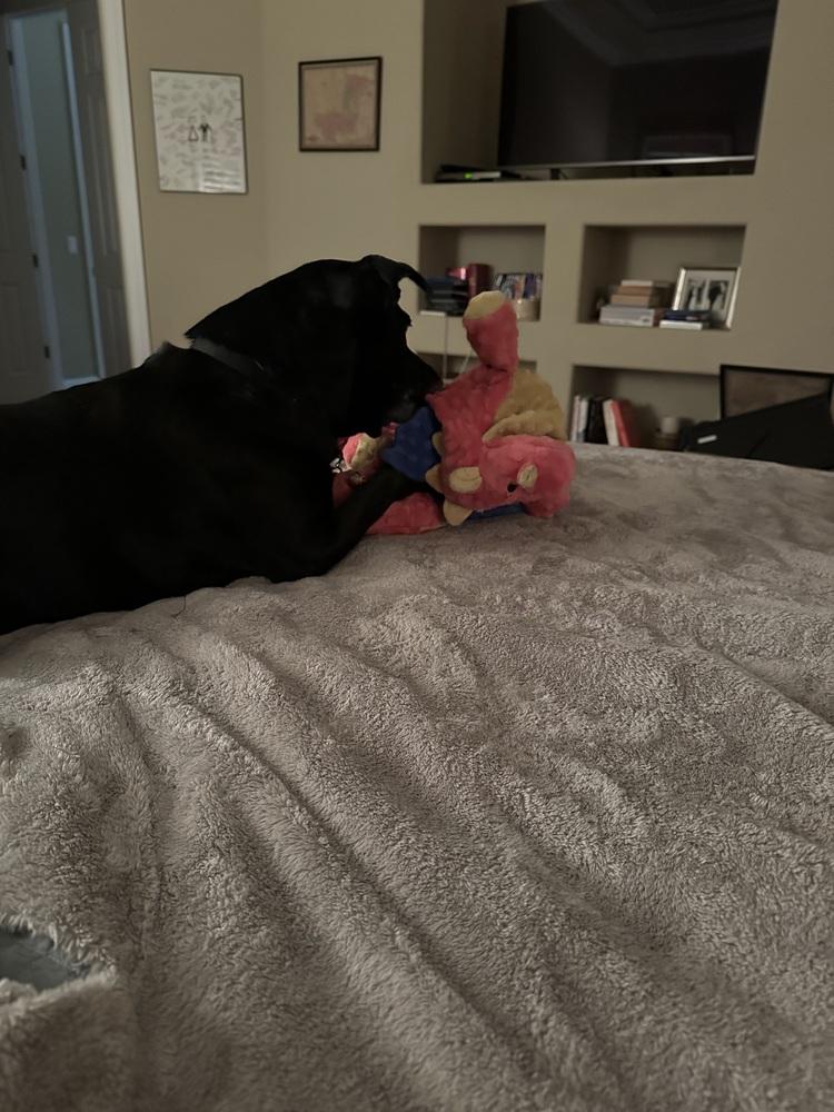 Millie, a Adoptable mixed breed in Orlando, FL image 3/5