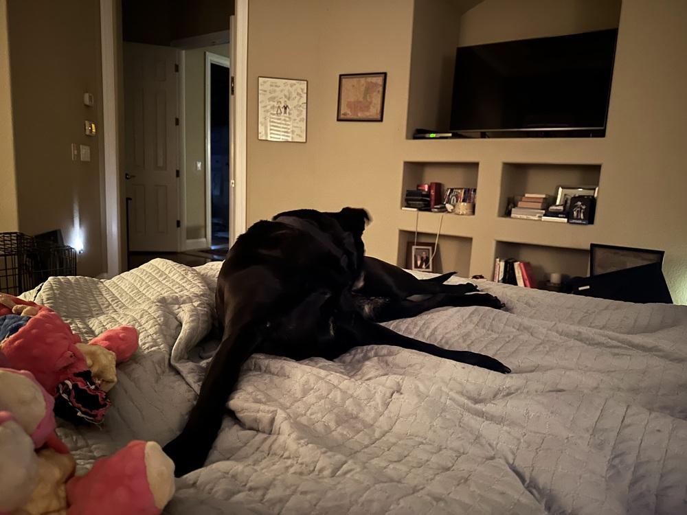 Millie, a Adoptable mixed breed in Orlando, FL image 4/5