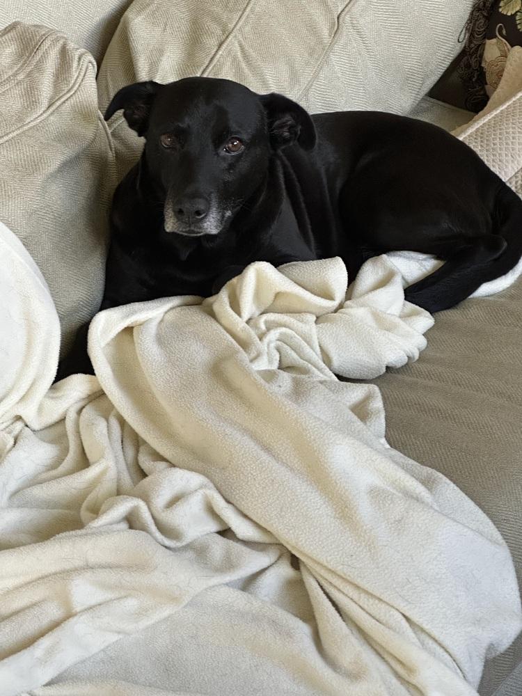 Millie, a Adoptable mixed breed in Orlando, FL image 5/5