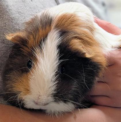 Enlarge Belle and Marble, an adopted Guinea Pig in Hilliard, OH image 2/2