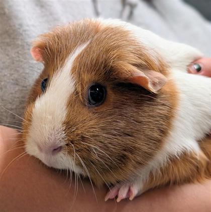 Enlarge Belle and Marble, an adopted Guinea Pig in Hilliard, OH image 1/2