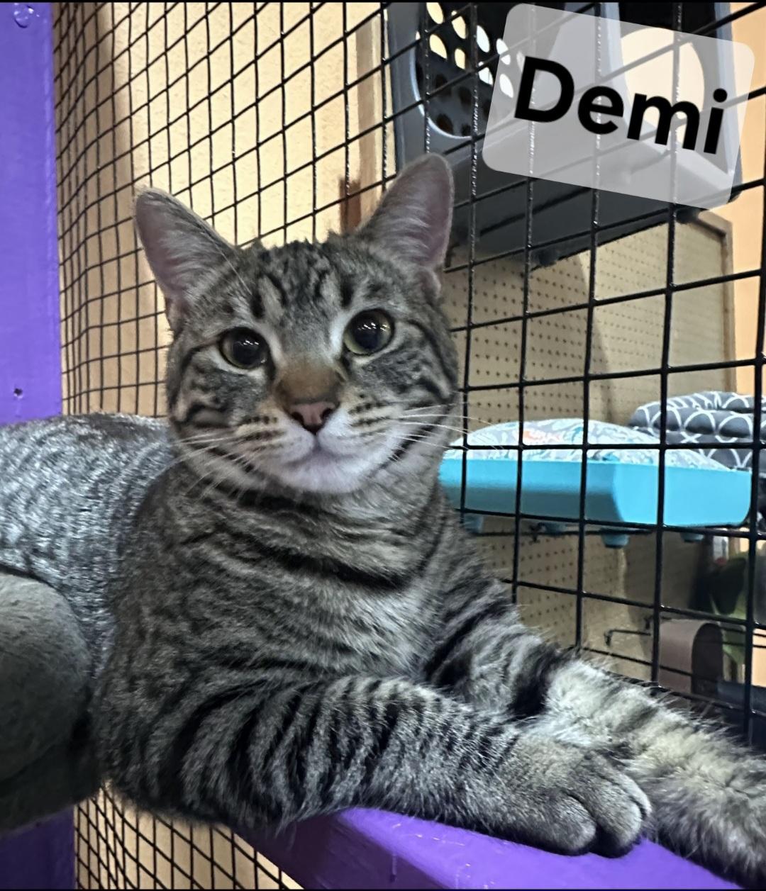 Demi, Adoptable, Adult Female Domestic Short Hair & Tabby.