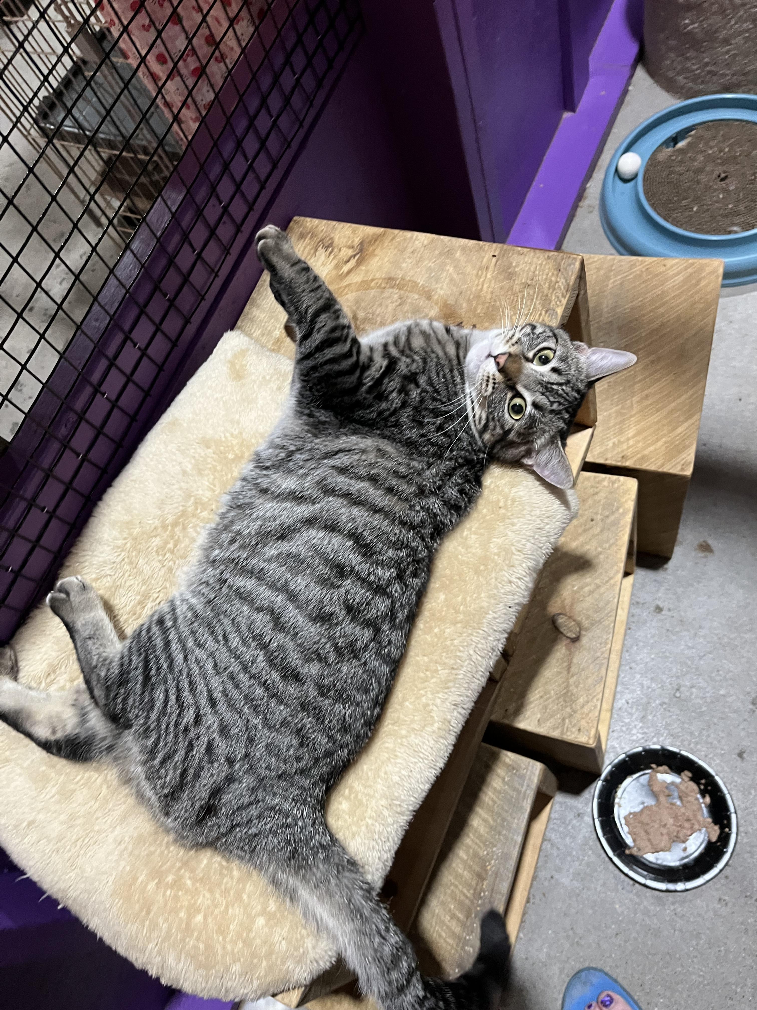 Demi, a Adoptable mixed breed in Albuquerque, NM image 3/5