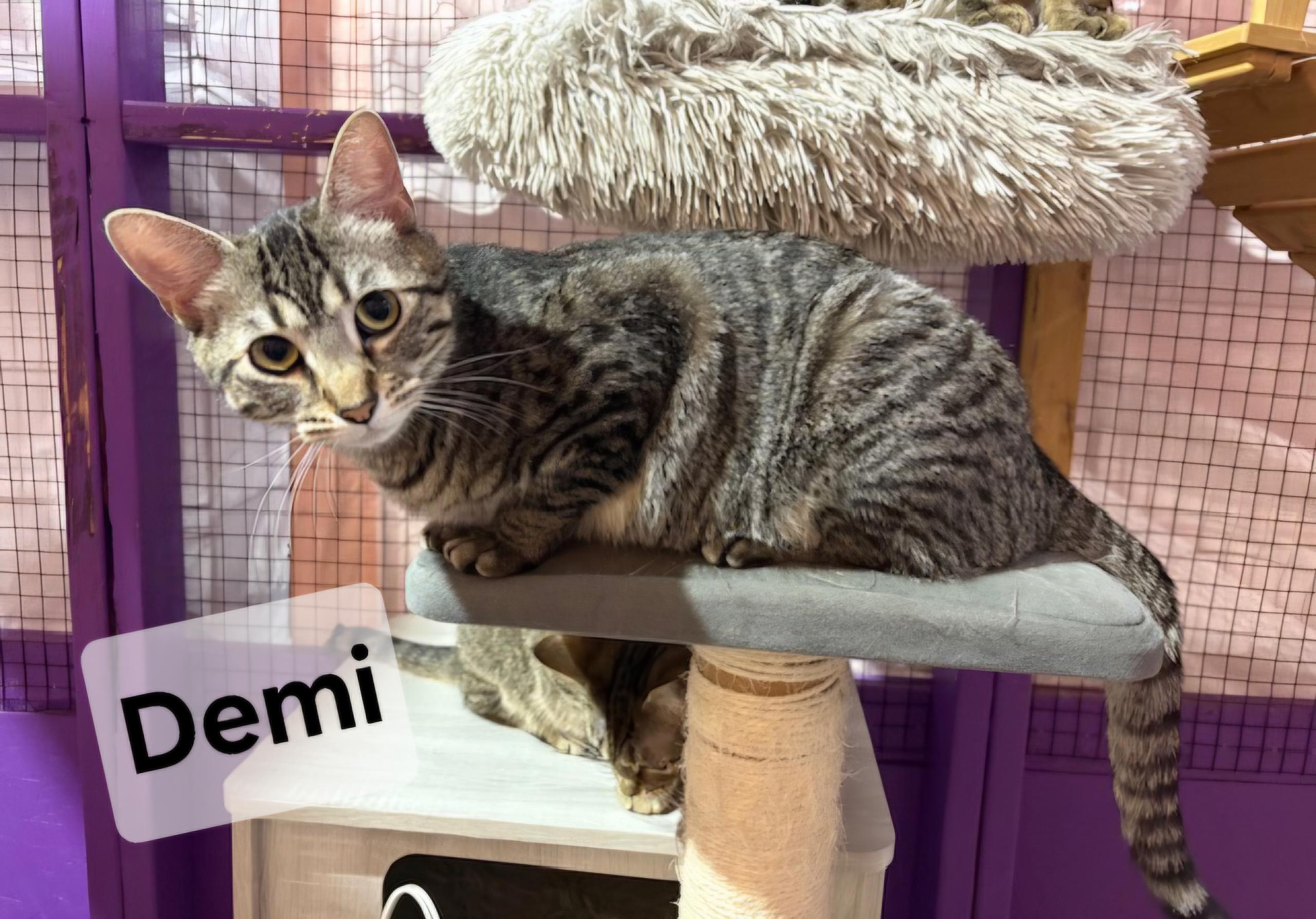 Demi, an adoptable Domestic Short Hair, Tabby in Albuquerque, NM, 87199 | Photo Image 3