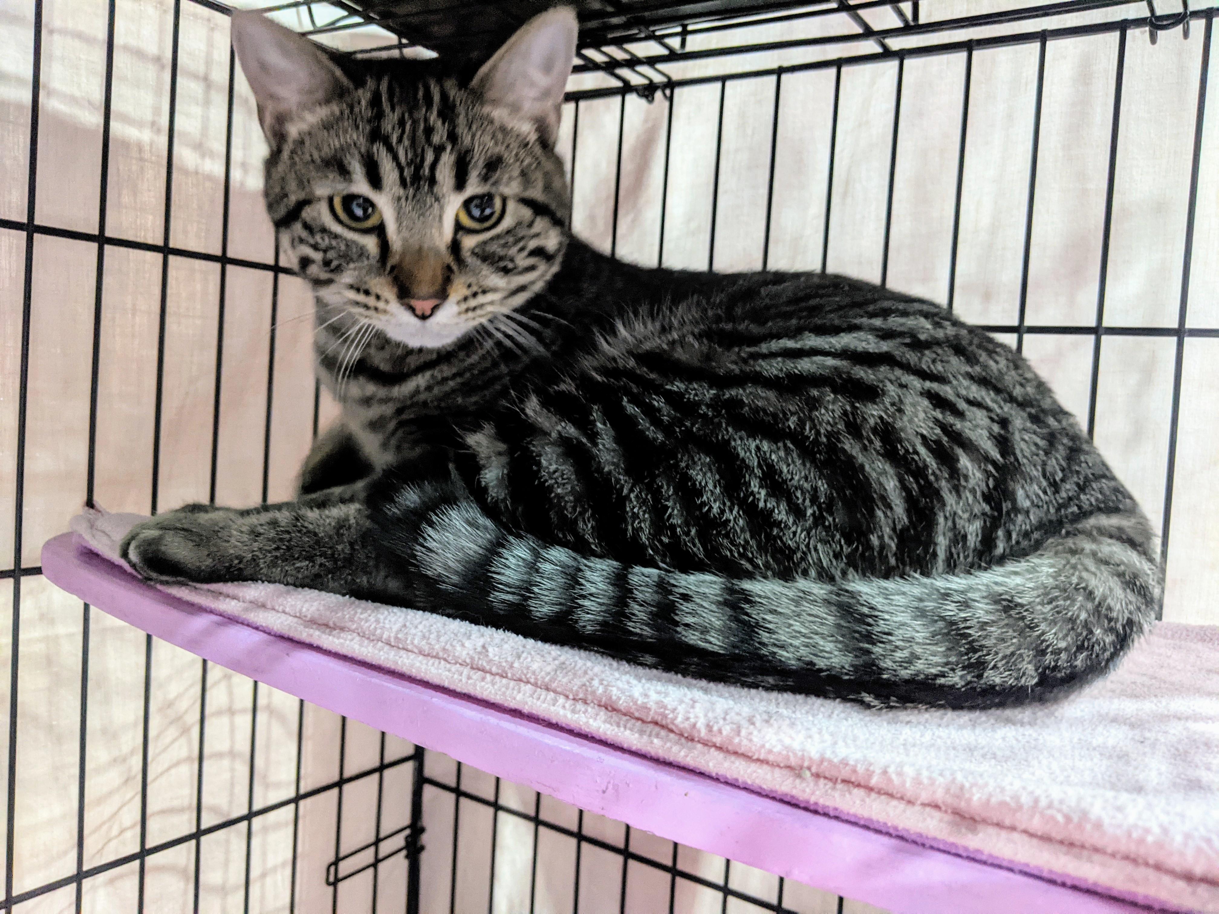 Demi, a Adoptable mixed breed in Albuquerque, NM image 5/5