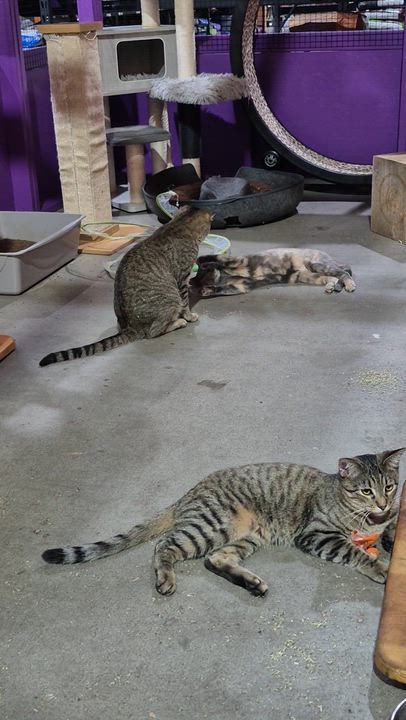 Enlarge Demi, a Adoptable mixed breed in Albuquerque, NM video 2/5