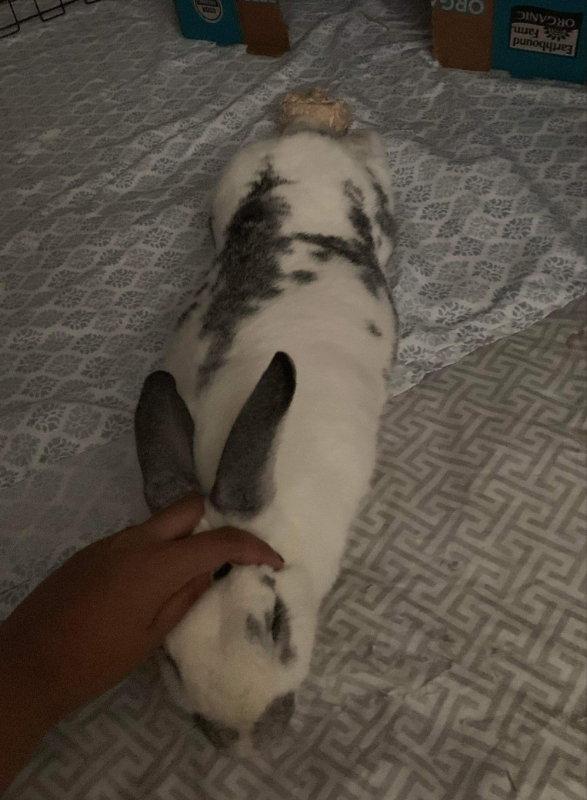 Ted & Clover (adoption pending), a Adopted Bunny Rabbit in Baton Rouge, LA image 1/3