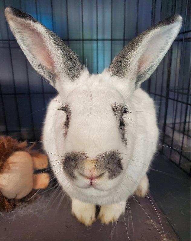 Ted & Clover (adoption pending), a Adopted Bunny Rabbit in Baton Rouge, LA image 2/3