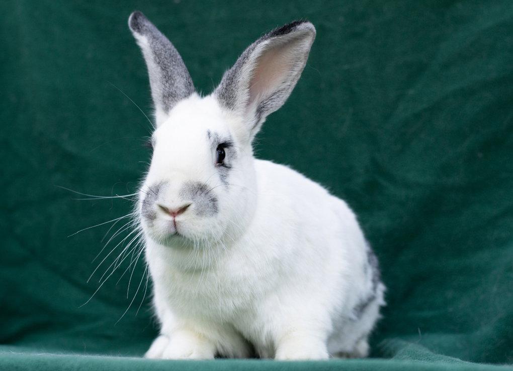 Ted & Clover (adoption pending), a Adopted Bunny Rabbit in Baton Rouge, LA image 3/3