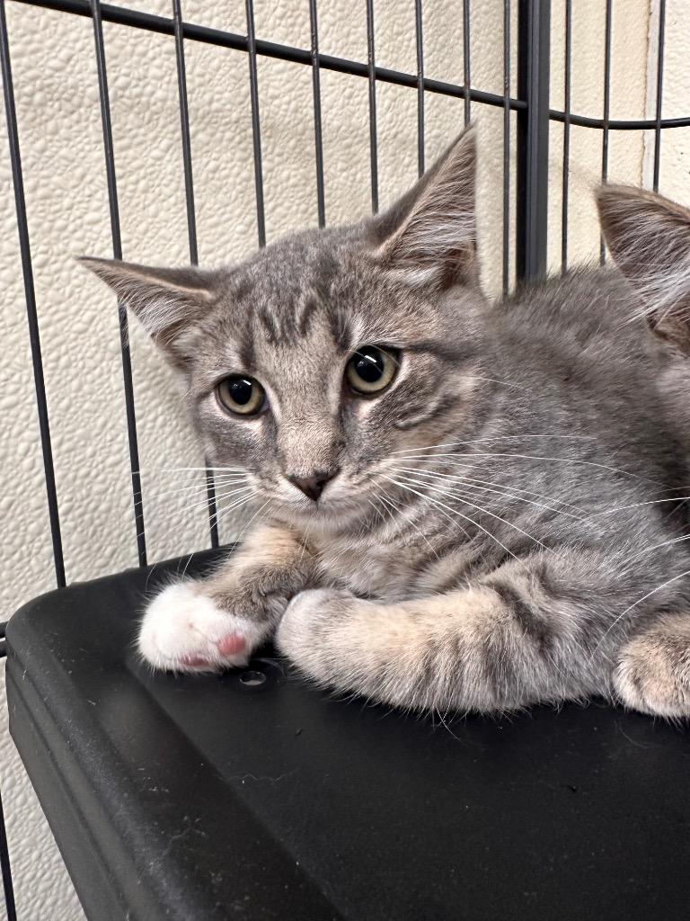 Luna Lovegood, Adoptable, Kitten Female American Shorthair.