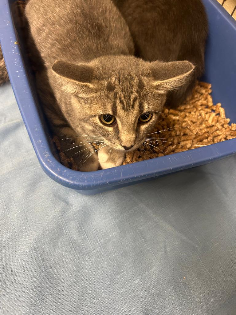 Enlarge Luna Lovegood, a Adoptable American Shorthair in Sidney, NY image 2/2