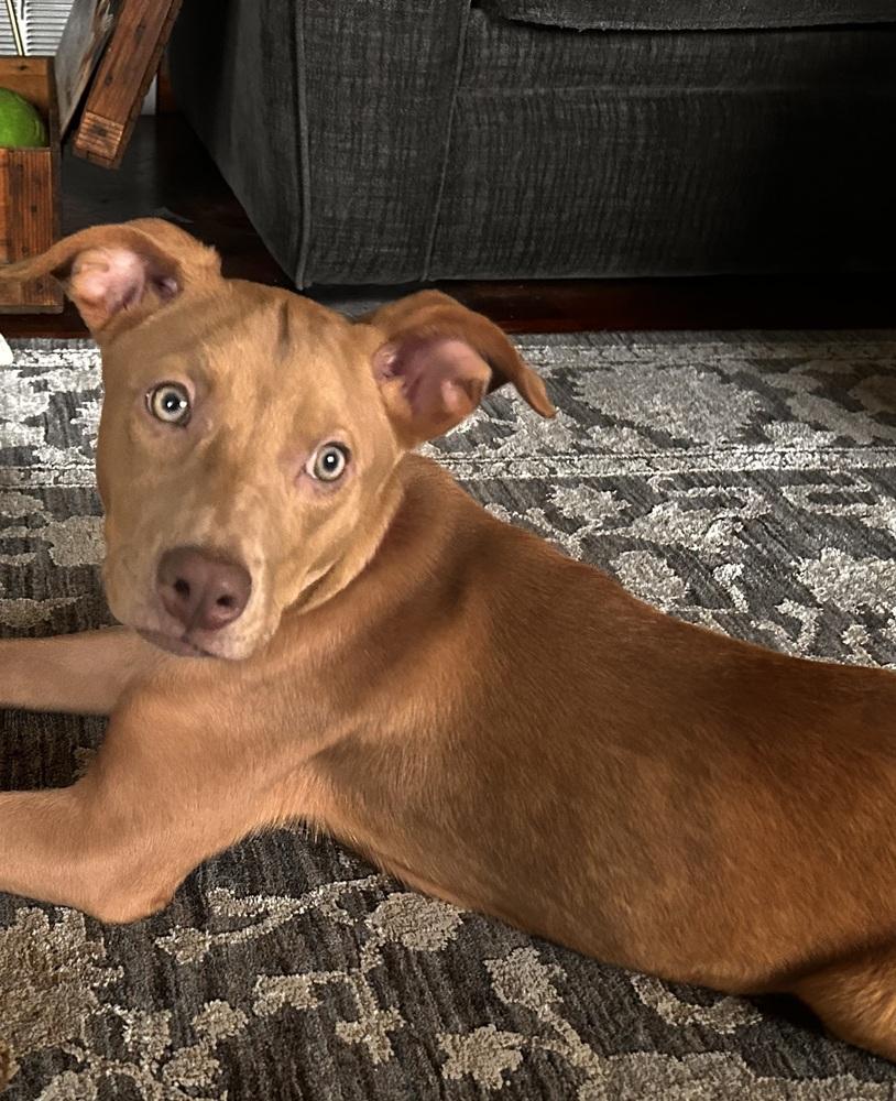 Lucy Bumble, a Adoptable mixed breed in Waunakee, WI image 1/6