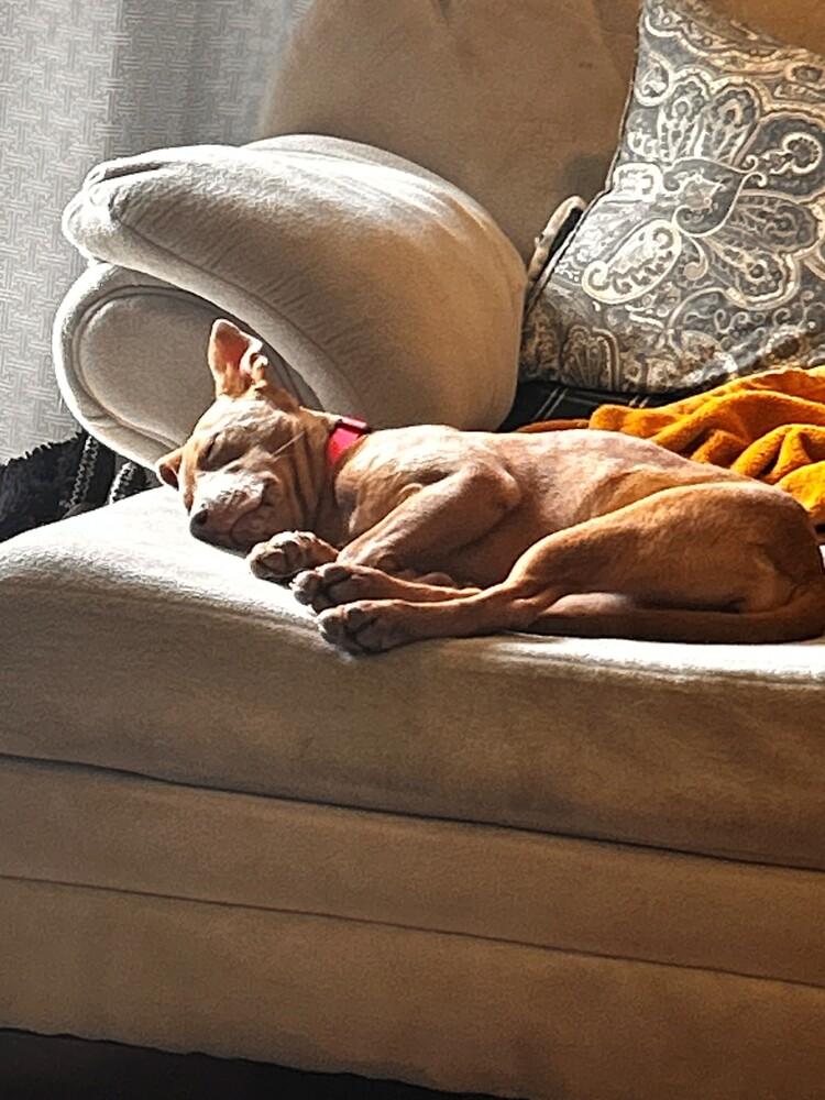 Lucy Bumble, a Adoptable mixed breed in Waunakee, WI image 2/6
