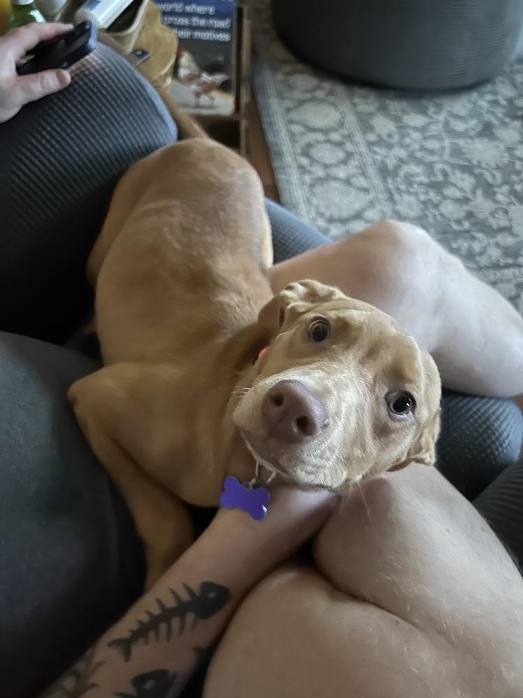 Lucy Bumble, a Adoptable mixed breed in Waunakee, WI image 3/6