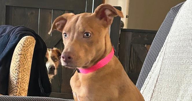 Lucy Bumble, a Adoptable mixed breed in Waunakee, WI image 4/6