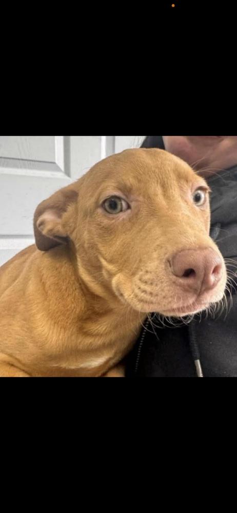 Lucy Bumble, a Adoptable mixed breed in Waunakee, WI image 6/6