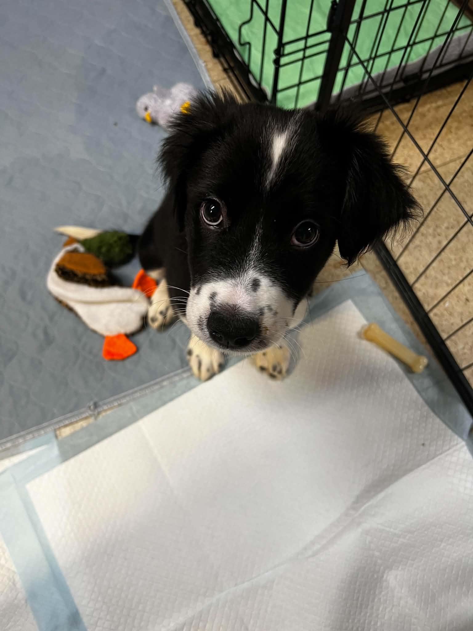 Magoo, a Adoptable mixed breed in Cedar Rapids, IA image 3/5