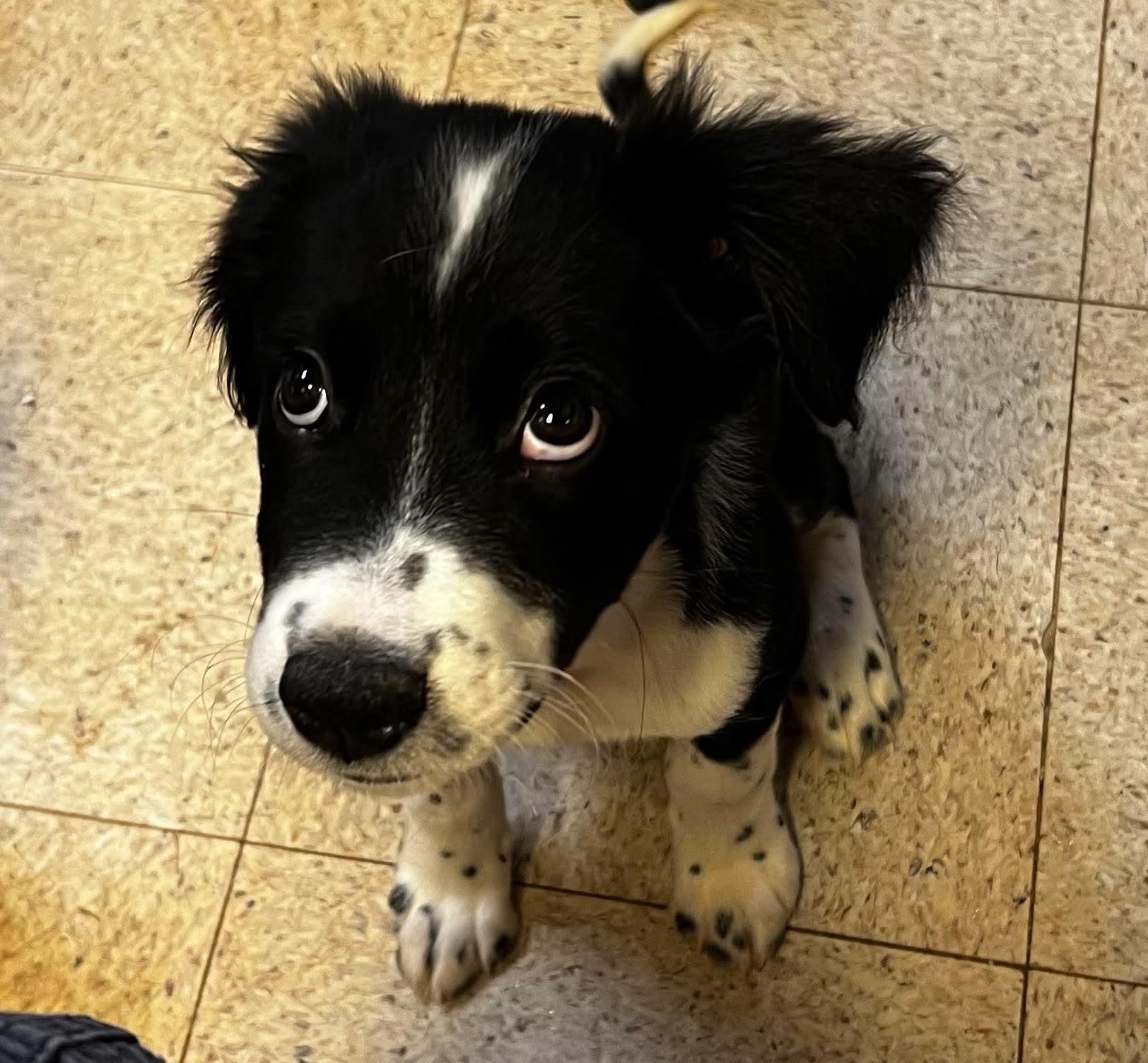 Magoo, a Adoptable mixed breed in Cedar Rapids, IA image 4/5