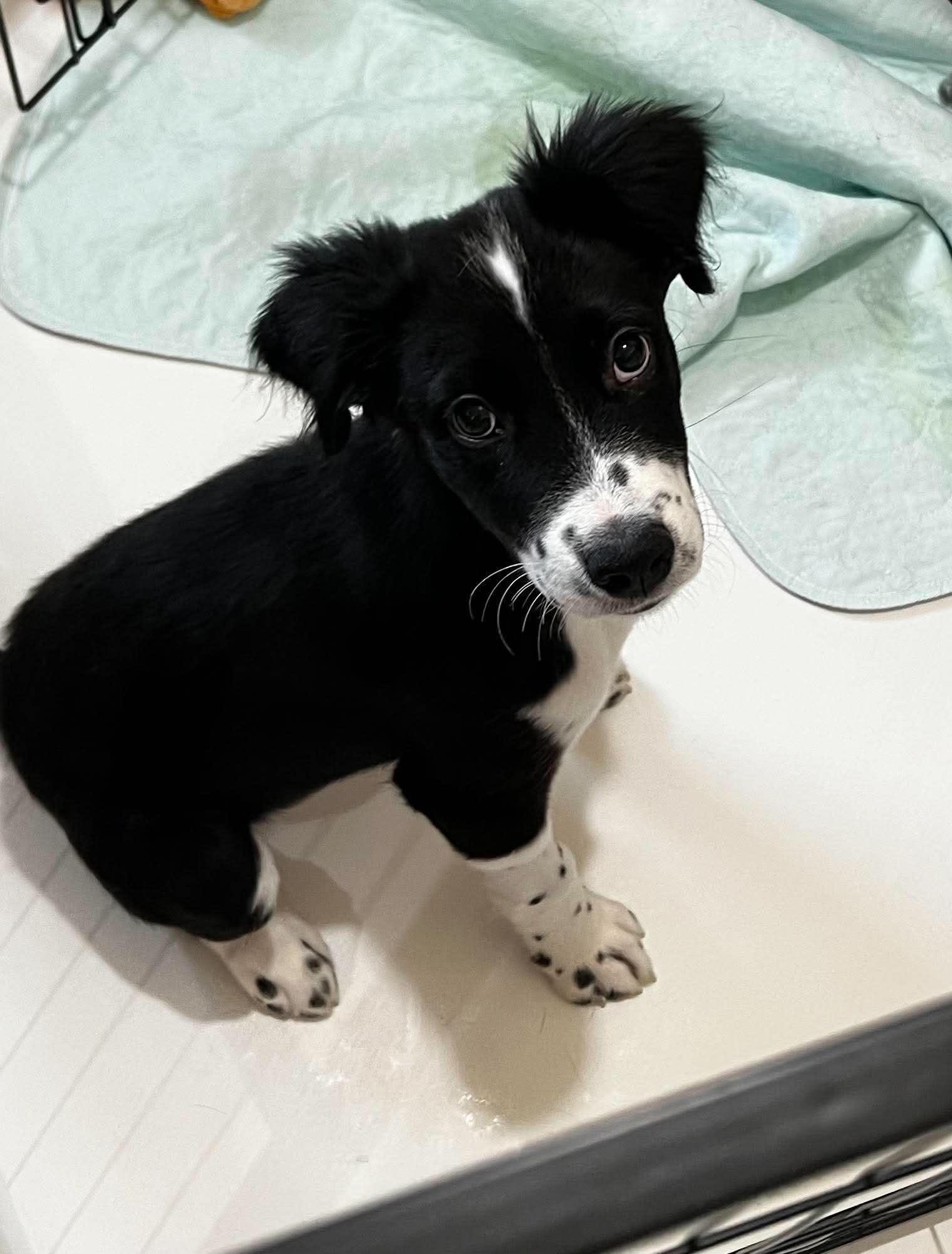 Magoo, a Adoptable mixed breed in Cedar Rapids, IA image 2/5