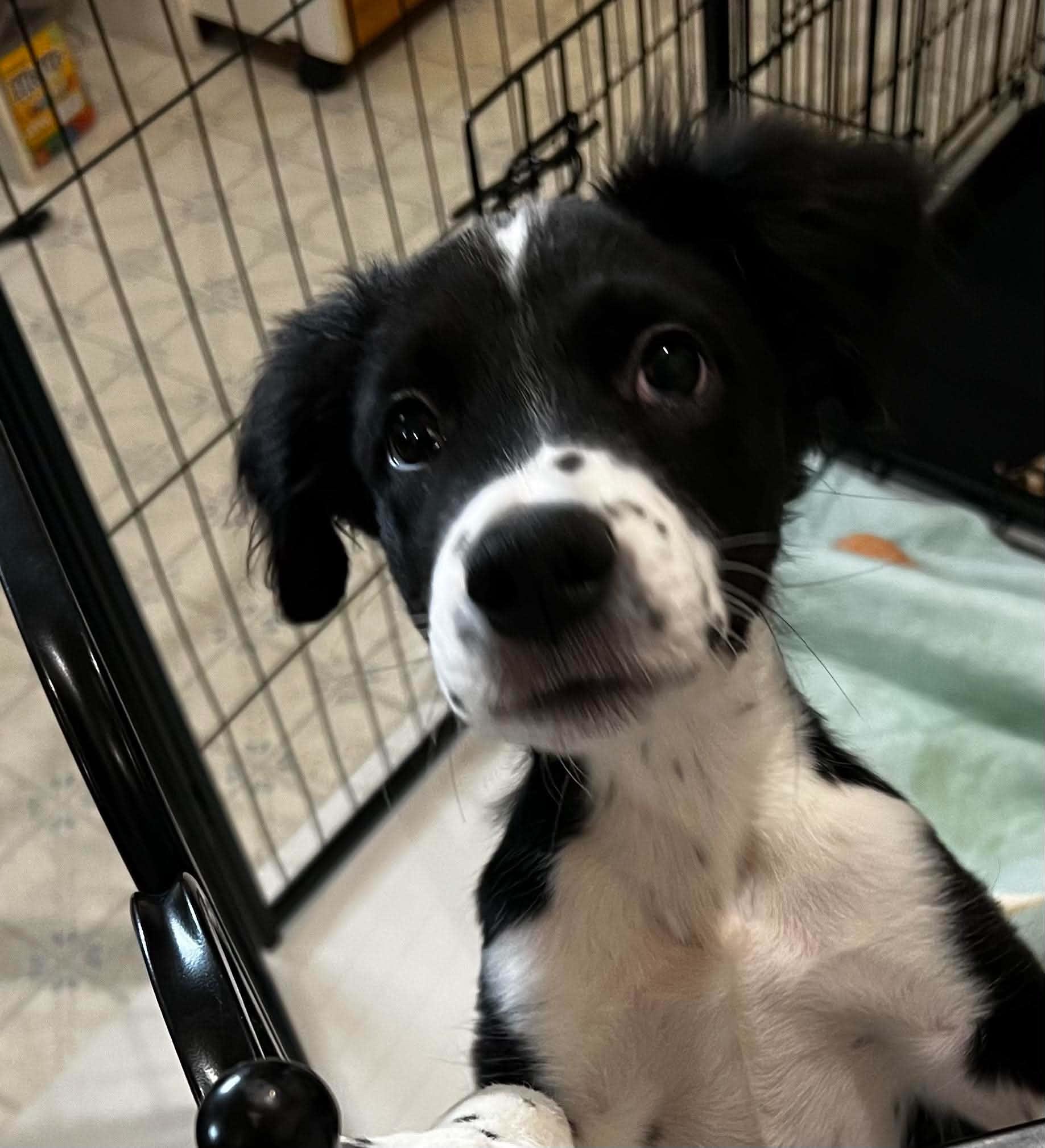 Magoo, a Adoptable mixed breed in Cedar Rapids, IA image 5/5