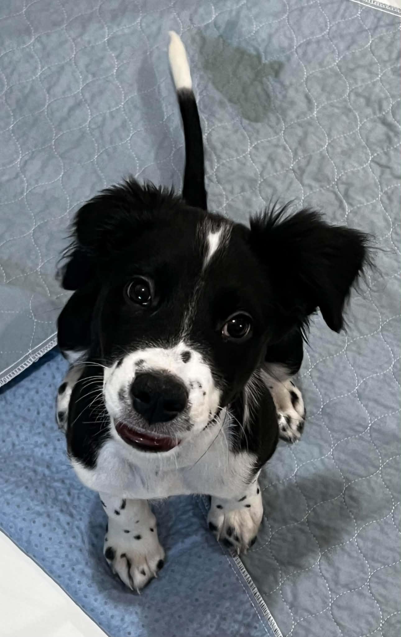 Magoo, Adoptable, Puppy Male Australian Shepherd & Mixed Breed.