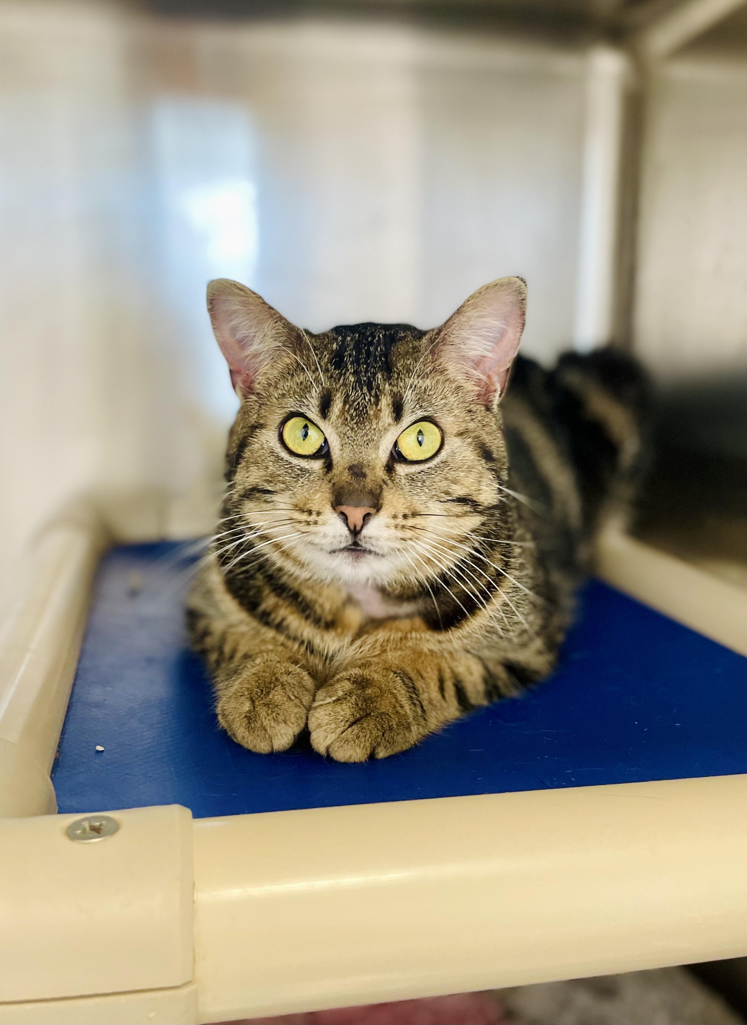Enlarge Goji, an adopted Domestic Short Hair in Everett, ON image 2/6