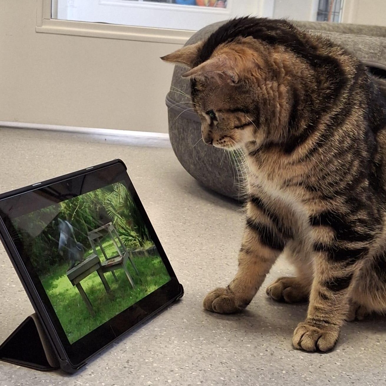 Enlarge Goji, an adopted Domestic Short Hair in Everett, ON image 3/6