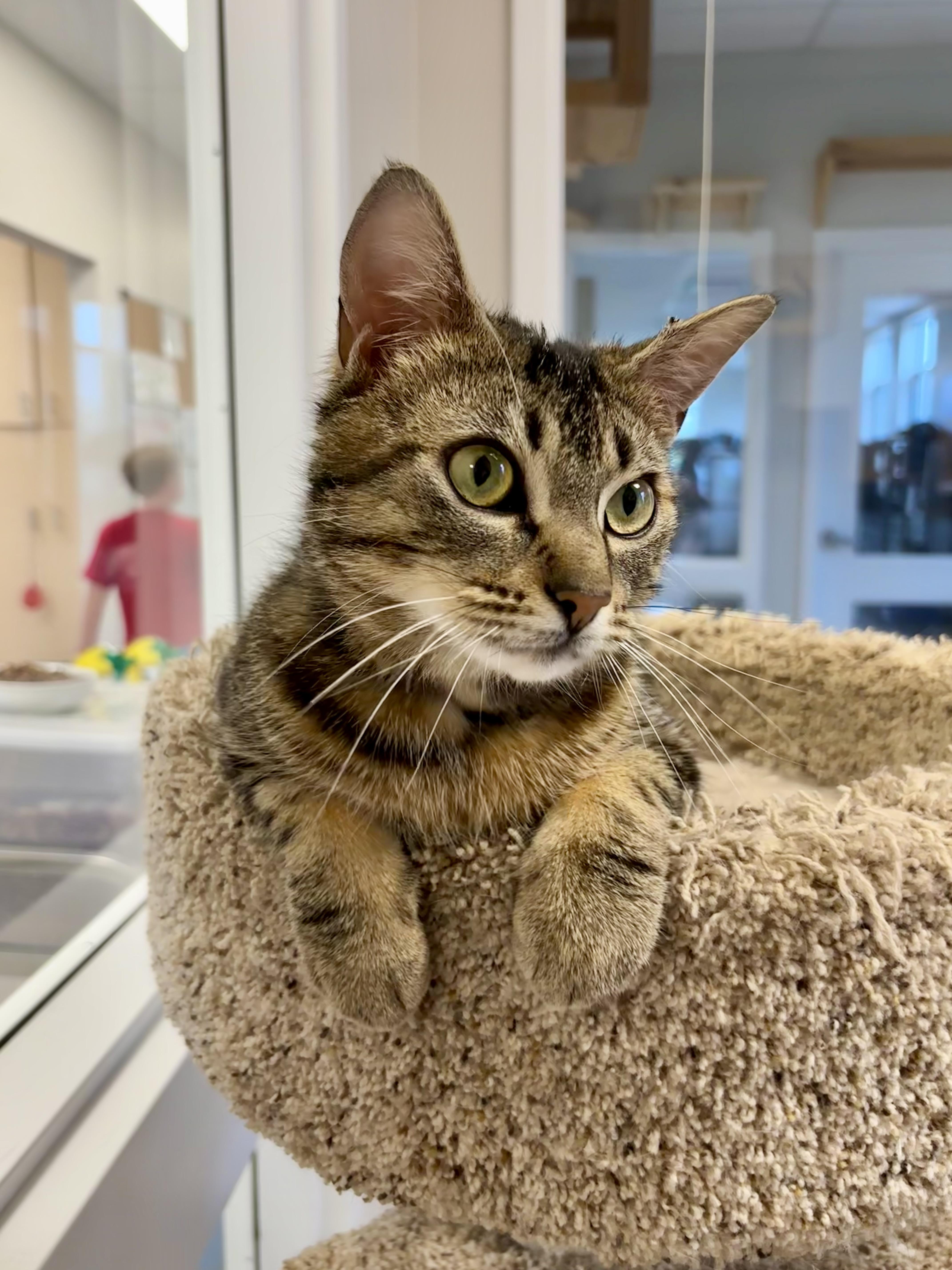 Enlarge Goji, an adopted Domestic Short Hair in Everett, ON image 1/6