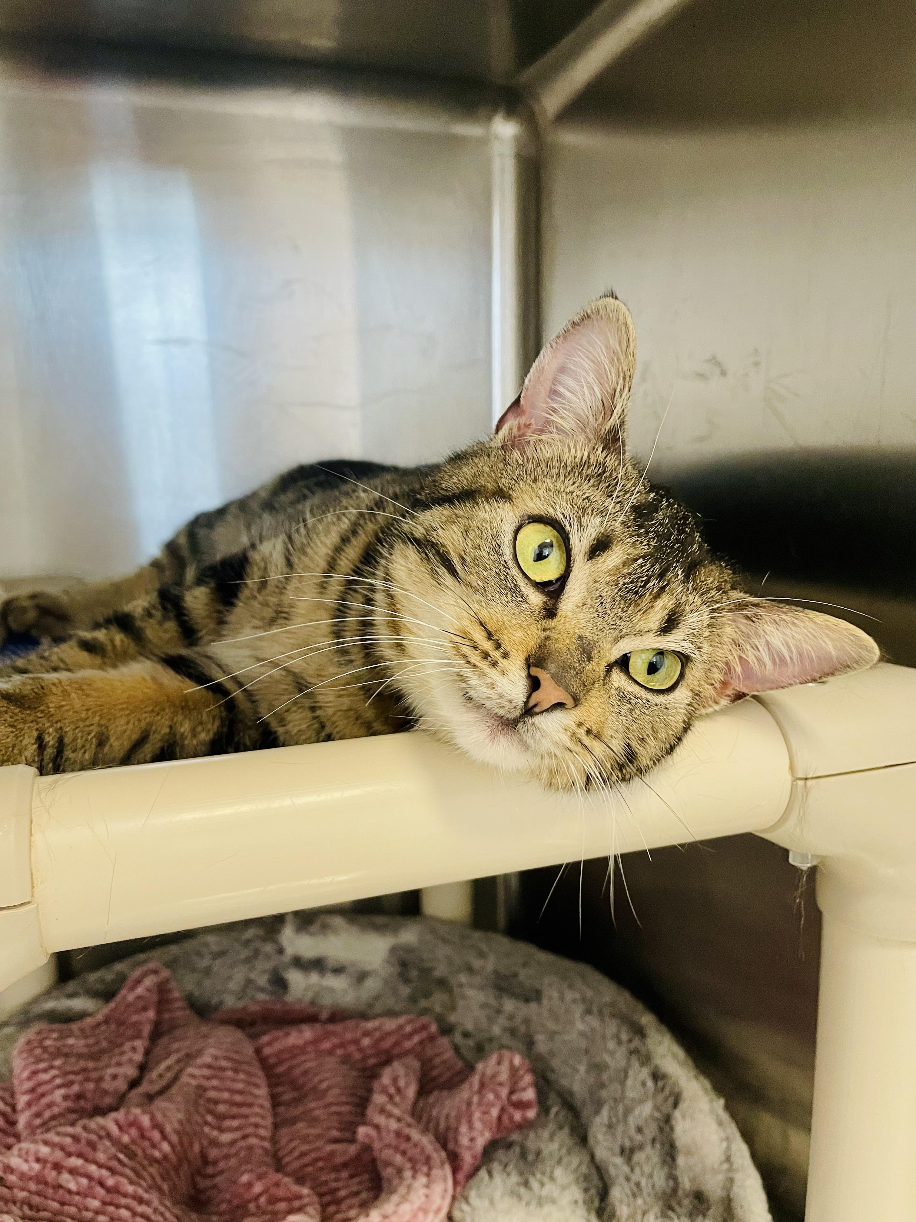 Enlarge Goji, an adopted Domestic Short Hair in Everett, ON image 4/6